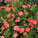 oso easy mango salsa rose bush with bright pink flowers and vivid green foliage
