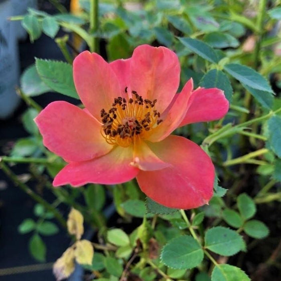 close look at the oso easy paprika with pink flowers and yellow orange centers