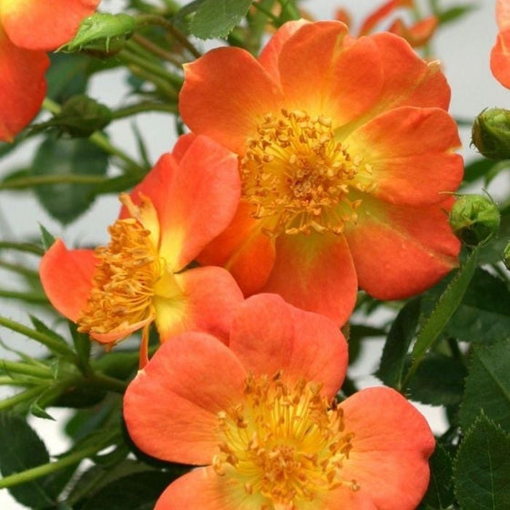 orange flower from the oso easy paprika rose bush with yellow centers and anthers