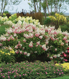 Pinky Winky® Hydrangea