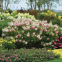 pinky winky hydrangea shrubs standing out in a mixed garden