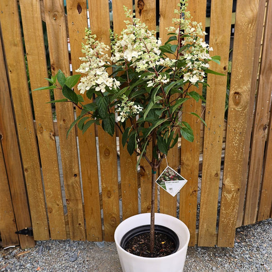 pinky winky hydrangea tree