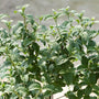 Unique dark green leaves on a dogwood pucker up