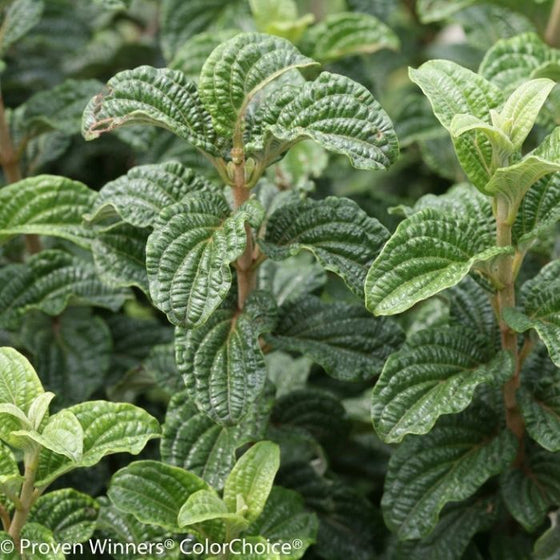 Eye-catching textured foilage on a red twig pucker up dogwood