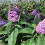 Pre blooming Pugster Amethyst contrasts well with nice scented green foliage
