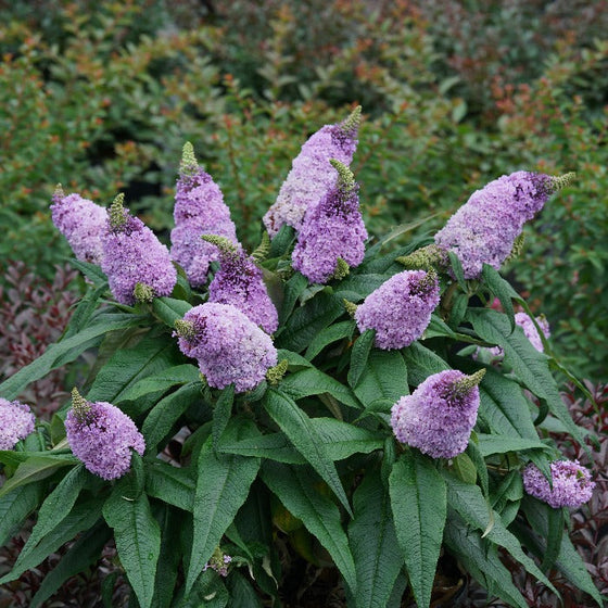 Purple dream of Buddleia Pugster Amethyst with isolated purple flavorful colors