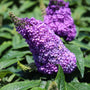 bold purple blooms on pugster amethyst butterfly bush