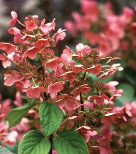Quick Fire® Hydrangea