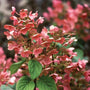 close look at the four petaled flowers of the quick fire hydrangea