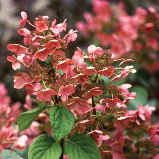 close look at the four petaled flowers of the quick fire hydrangea