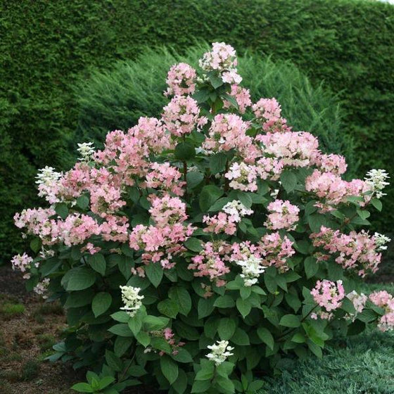 stand alone quick fire shrub with light pink flowers and dark green pointed foliage