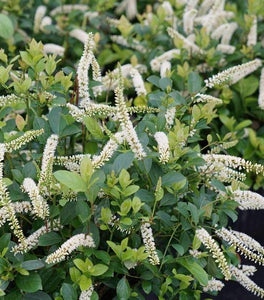 Scentlandia® Itea
