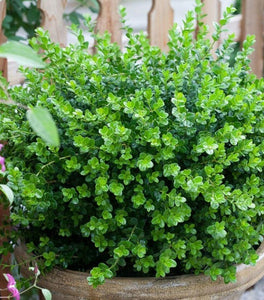 Sprinter® Boxwood