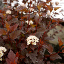 summer wine ninebark in bloom