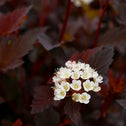 blooming ninebark