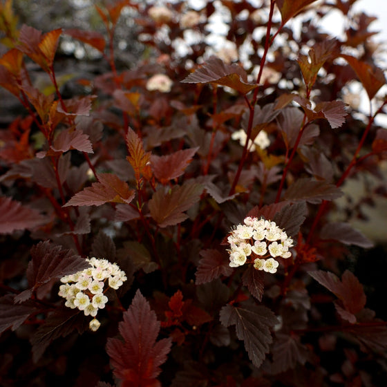 deep red foliage on summer wine ninebark
