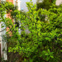 gold pillar barberry shrub