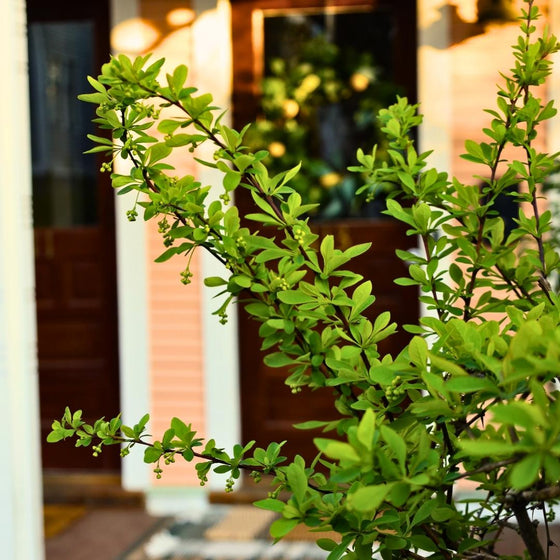 vibrant gold pillar barberry in the landscape