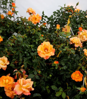 Sunorita® Rose