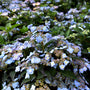 bright blue hydrangea in late spring