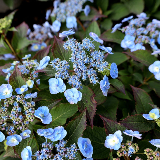 close up of tiny tuff stuff hydrangea