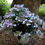 purple and blue hydrangea