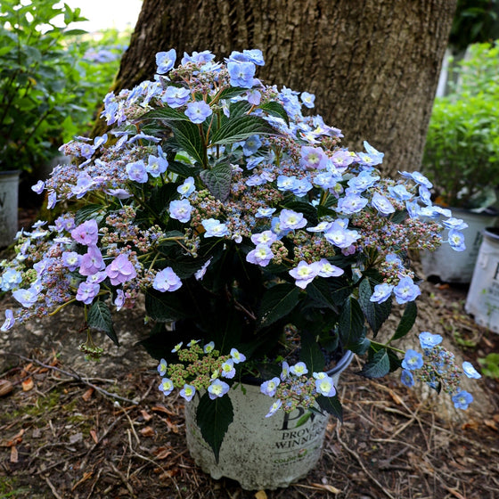 purple and blue hydrangea