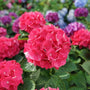 Wee Bit Giddy Hydrangea Flowers are vibrant pinkish-red