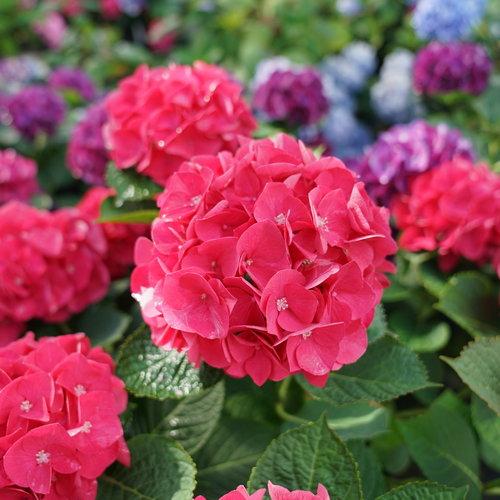 Wee Bit Giddy Hydrangea Flowers are vibrant pinkish-red