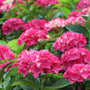 wee bit giddy pinkish-red summer blooms