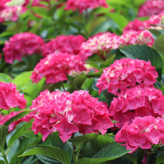 wee bit giddy pinkish-red summer blooms
