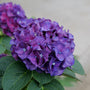 Wee Bit Grumpy blooms deep indigo violet when planted in acidic soils