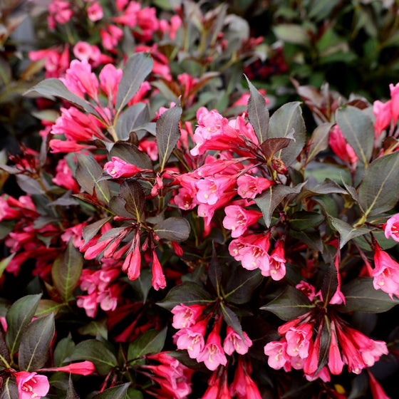close look at the pink flowers of Weigela Wine and Roses Shrubs