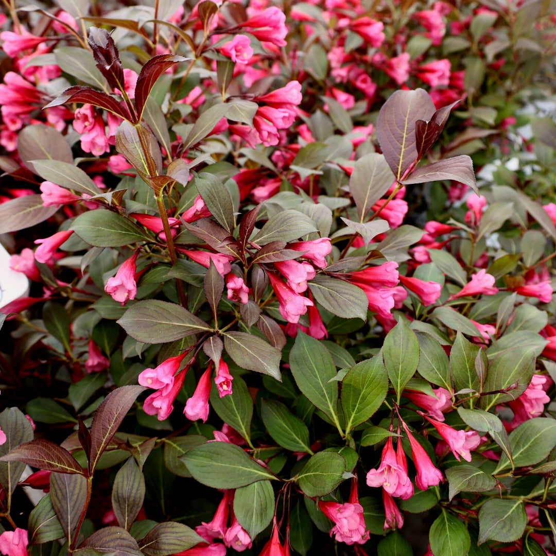 Wine Roses Weigela Dark Foliage Pink Flowering Shrub wine-roses-weigela-dark-foliage-pink-flowering-shrub