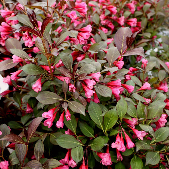 may blooming shrub
