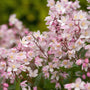 Deutzia Yuki Cherry Blossom Shrub with Pink Flowers and Pink Berries