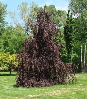 Purple Fountain Beech