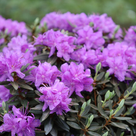 Close up of purple violet flowers of Purple Gem Rhododendron shrub