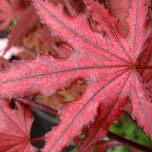 Purple Ghost Japanese Maple Leaf