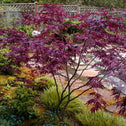 Purple Ghost Japanese Maple in the garden