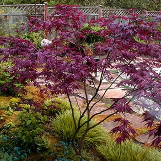 Purple Ghost Japanese Maple in the garden