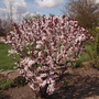 mature dwarf red leaf plum with white flowers