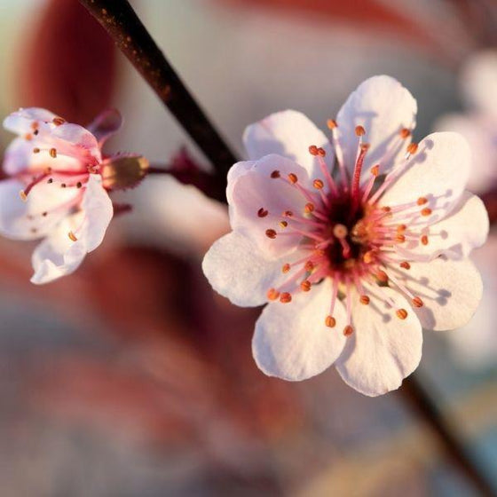 close of up of the spring flowers of the purple leaf sand cherry