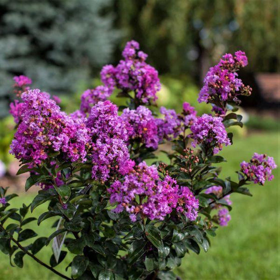 vibrant purple magic crape myrtle shrub with dark green glossy foliage