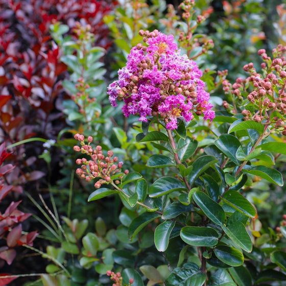 purple magic crape myrtle in bloom