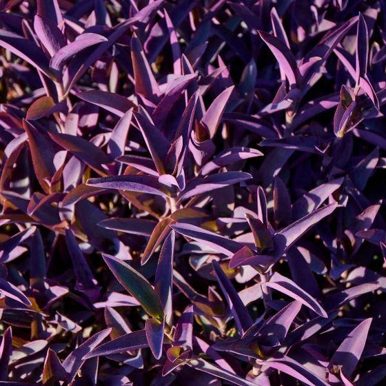 annual purple queen plant purple foliage in the sun