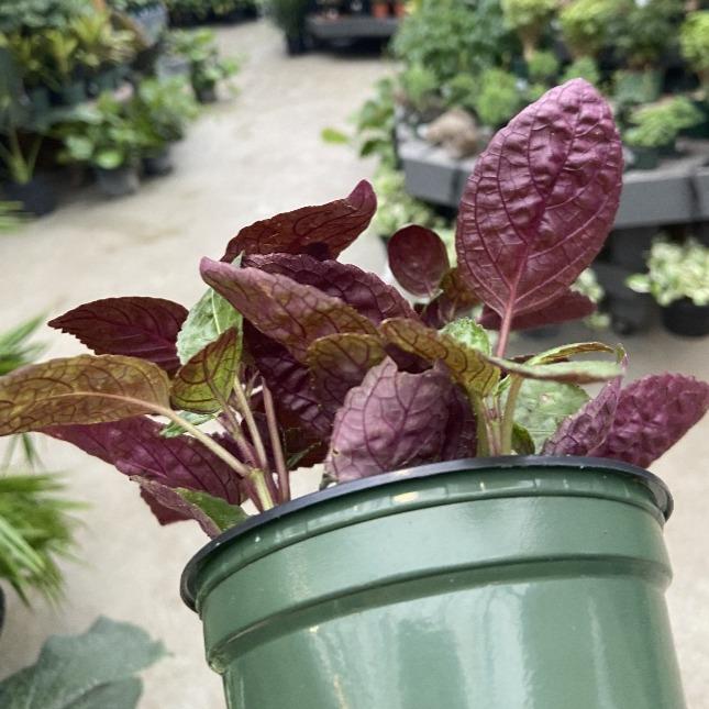 zz waffle plant Purple Waffle Plant Hemigraphis