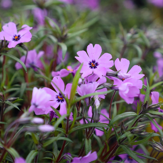 vibrant purple blooms with dark centers on phlox purple beauty perennial plant