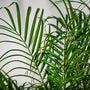 close up view of Date Palm