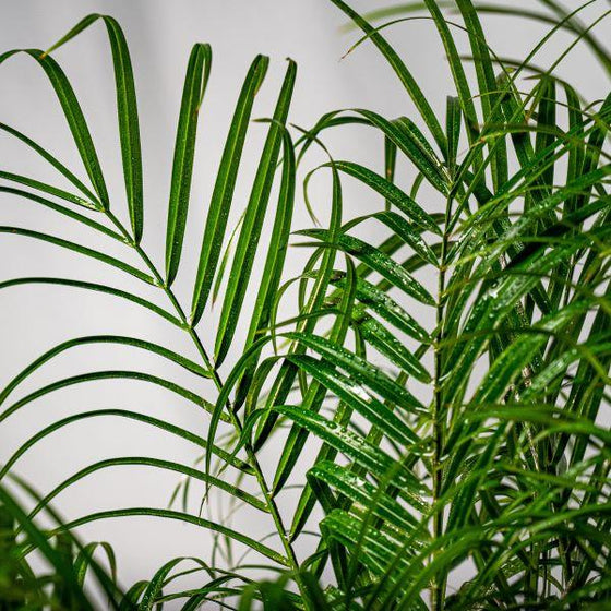 close up view of Date Palm